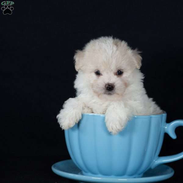 Tina (Mini), Bichon Frise Puppy